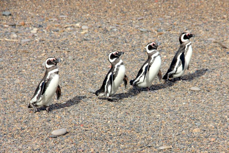 Punta Tombo: a maior colônia de pinguins do mundo!