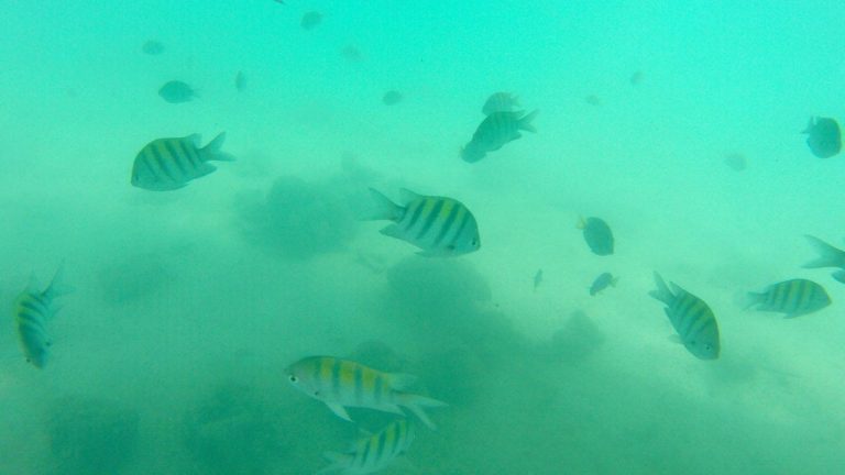 Mergulhando em Porto de Galinhas