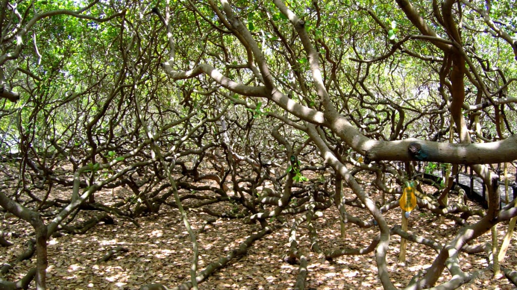Maior árvore frutífera do mundo.