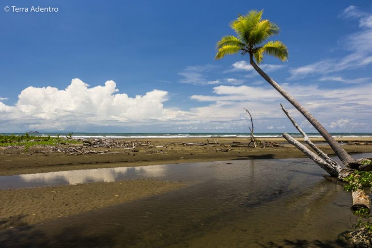 A riqueza natural do Parque Marino Ballena