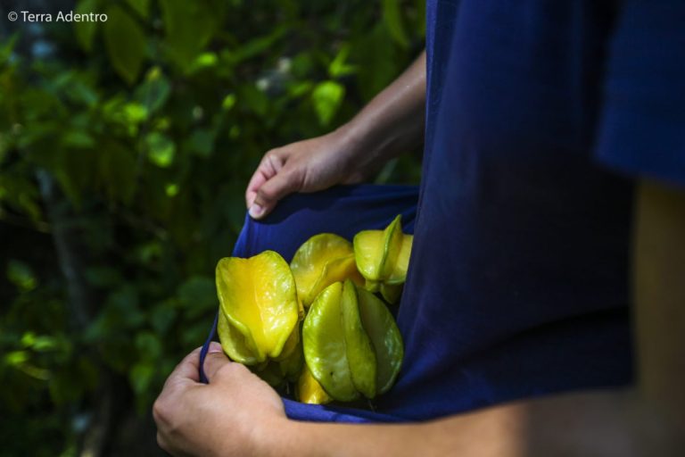 Encontrando Carambolas pelas Costa Rica