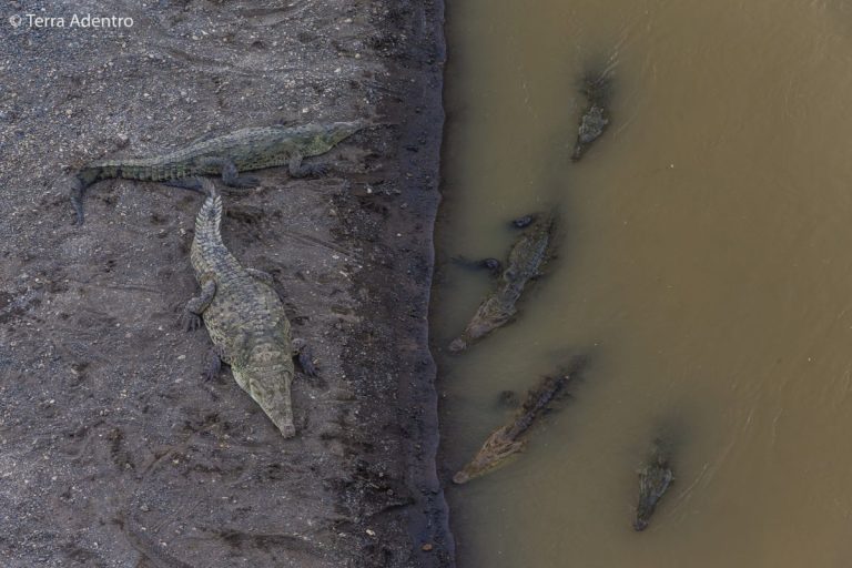 Crocodile Bridge, um dos encontros mais surpreendentes da América Central