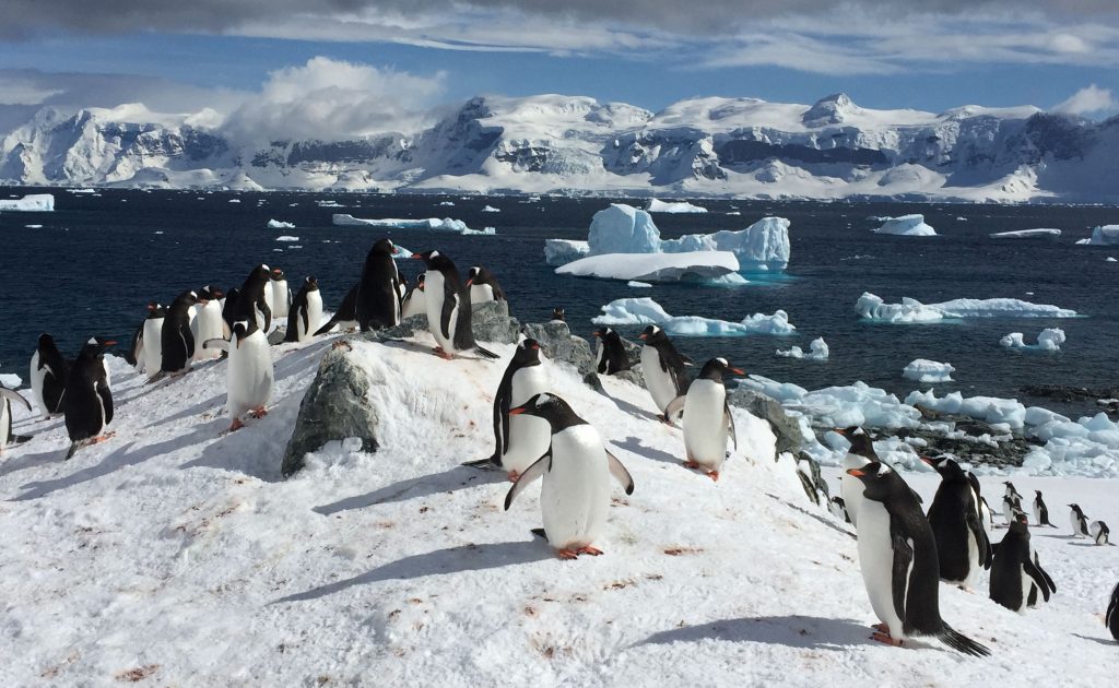 Top 10 lugares mais frios do planeta: pinguins na Antártida.