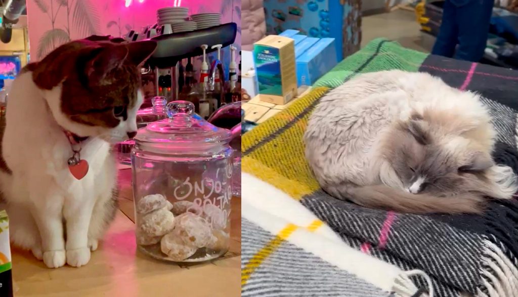 Gatos islandeses: livres, charmosos e por toda parte.