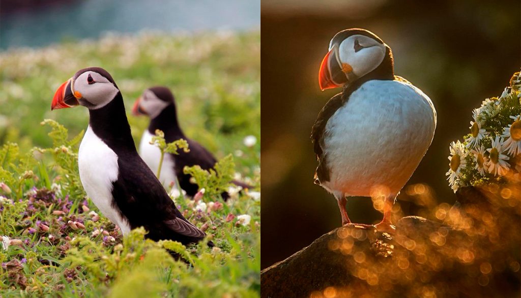 Puffins no verão islandês