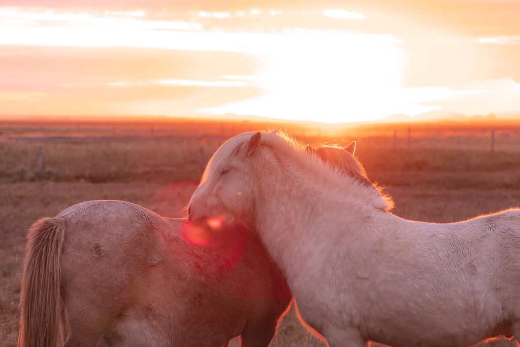Cavalos islandeses e o sol da meia noite