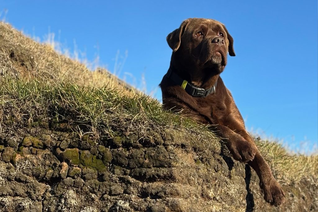 Animais que encontramos pelo caminho na Expedição Islândia.