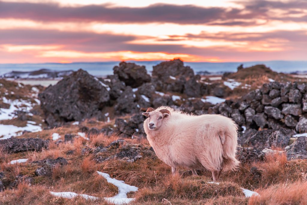 Na Islândia existem mais ovelhas do que pessoas.
