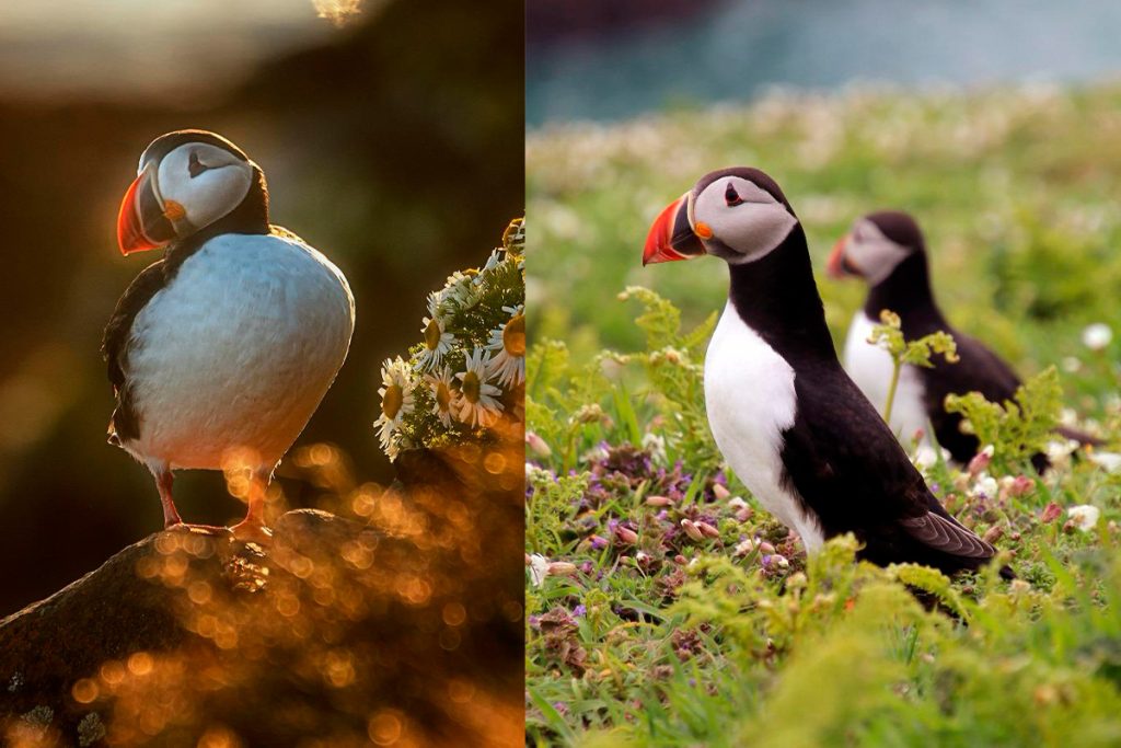 Puffins, os astros do verão do islandês.
