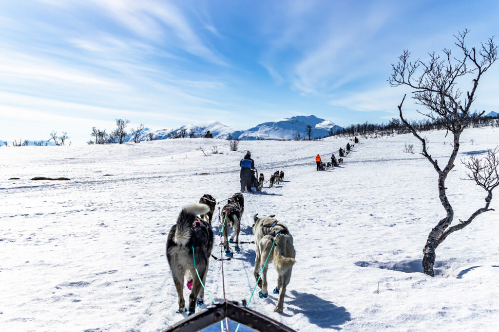 Passeio de trenó puxado por huskies durante a Expedição Ártico®