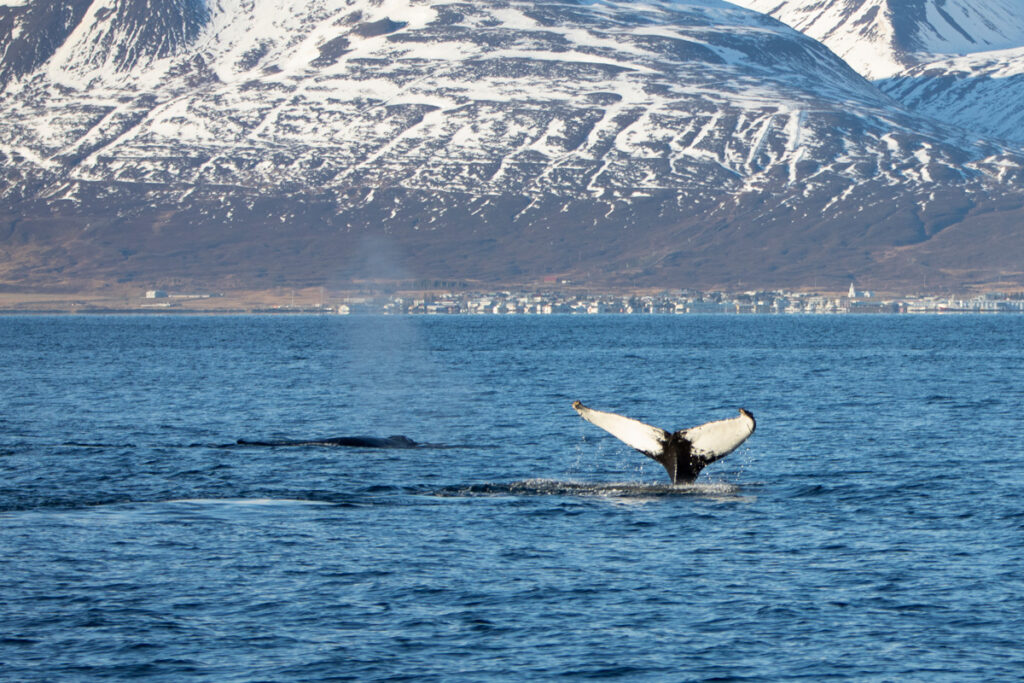 Navegando pelos fiordes do norte da Islândia em busca de baleias 🐋